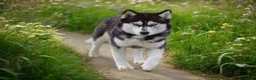 Siberian Husky dogs for sale: Sasha  - Ad 11