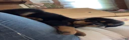 Rottweiler dogs for sale: Rottweiler 1 - Ad 3
