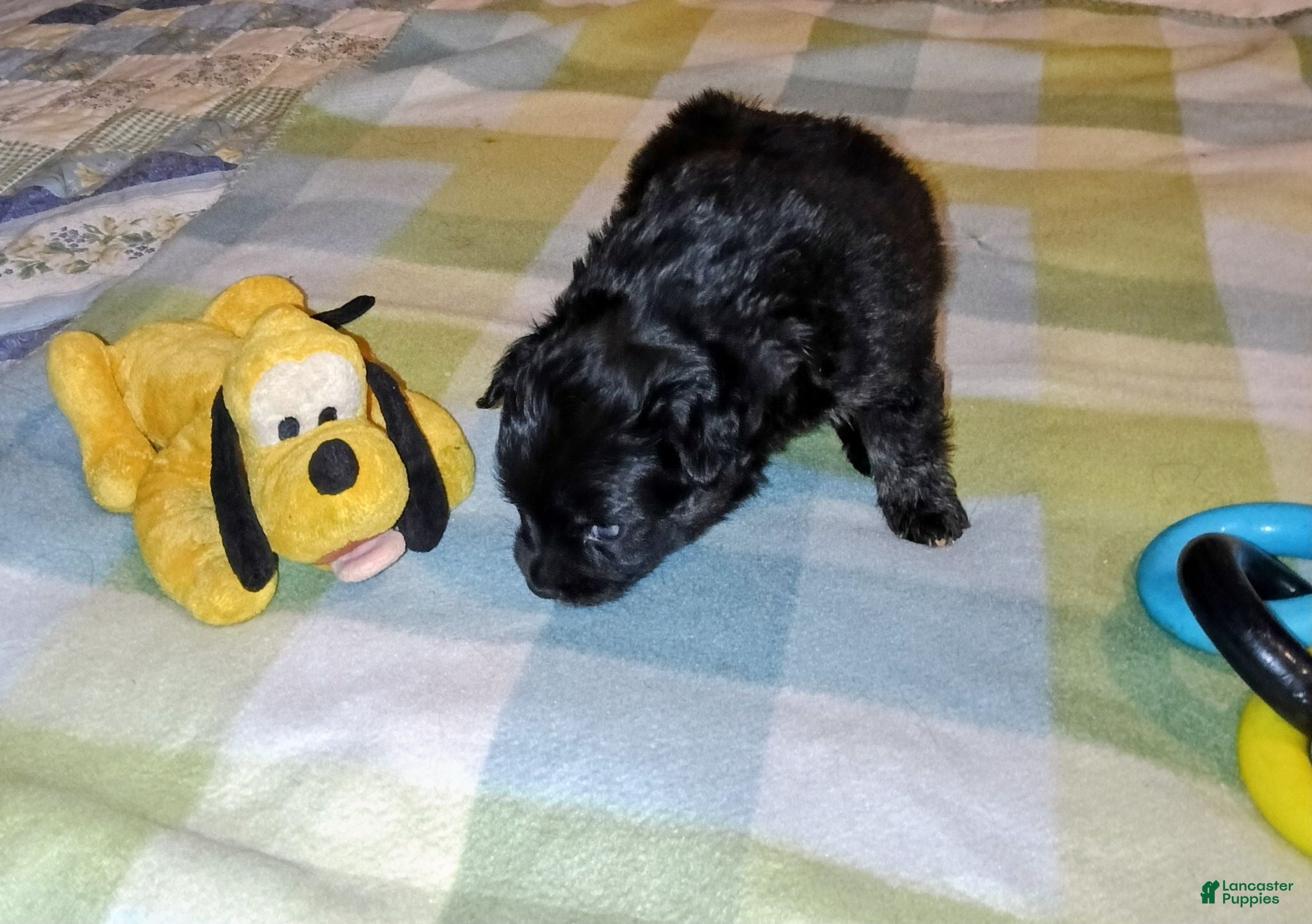 Mixed Breed dogs The runt  - Ad 7