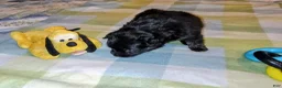 Mixed Breed dogs for sale: The runt  - Ad 1