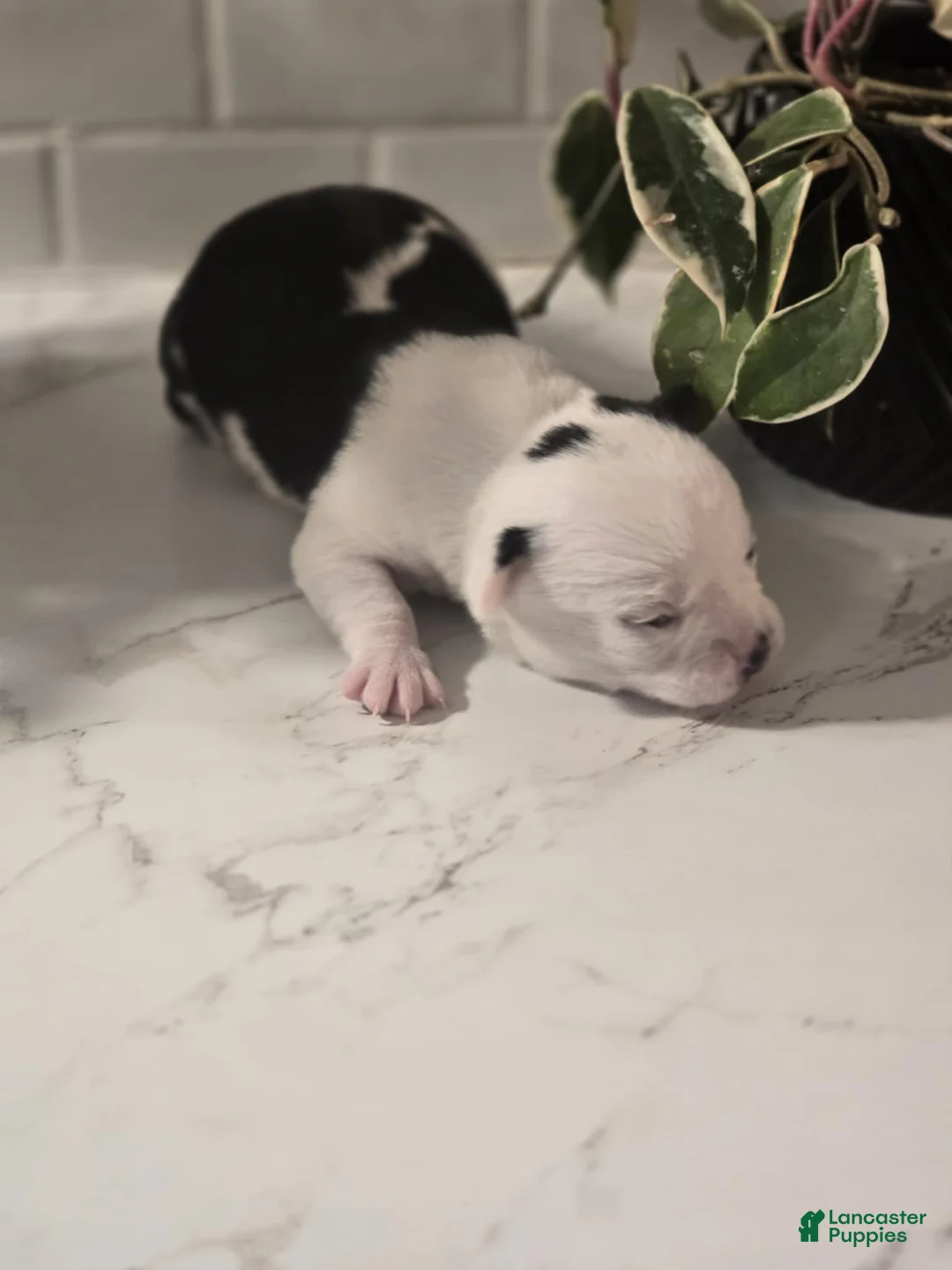 Chihuahua dogs for sale: landon - Ad 2