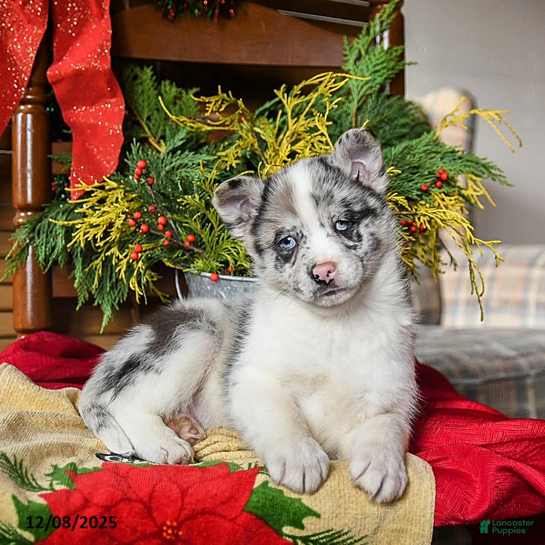 Pomsky dogs for sale: Moxie - Ad 2