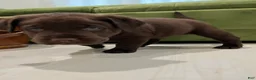 Labrador Retriever dogs for sale: Choco - Ad 2