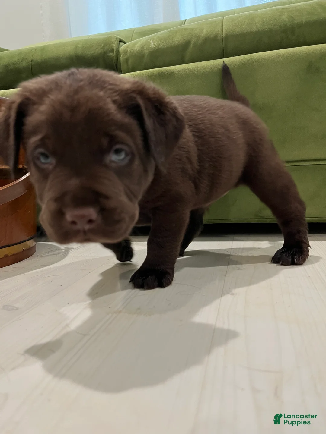 Labrador Retriever dogs for sale: Choco - Ad 2