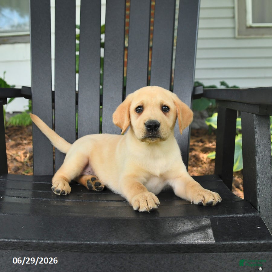 Labrador Retriever dogs Sadie - Ad 2