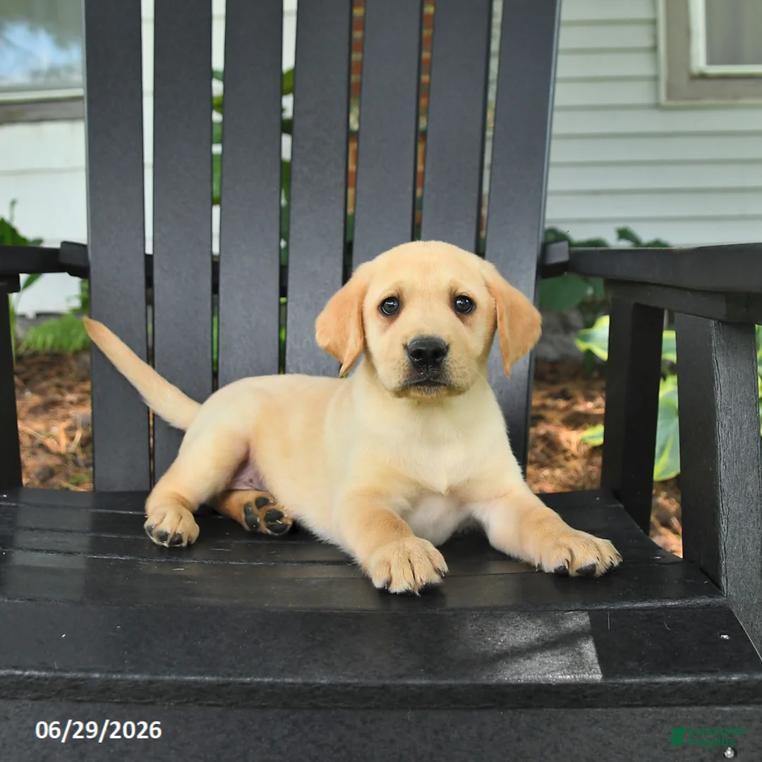 Labrador Retriever dogs for sale: Sadie - Ad 2