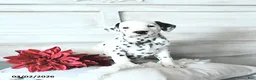Dalmatian dogs for sale: Pongo - Ad 3