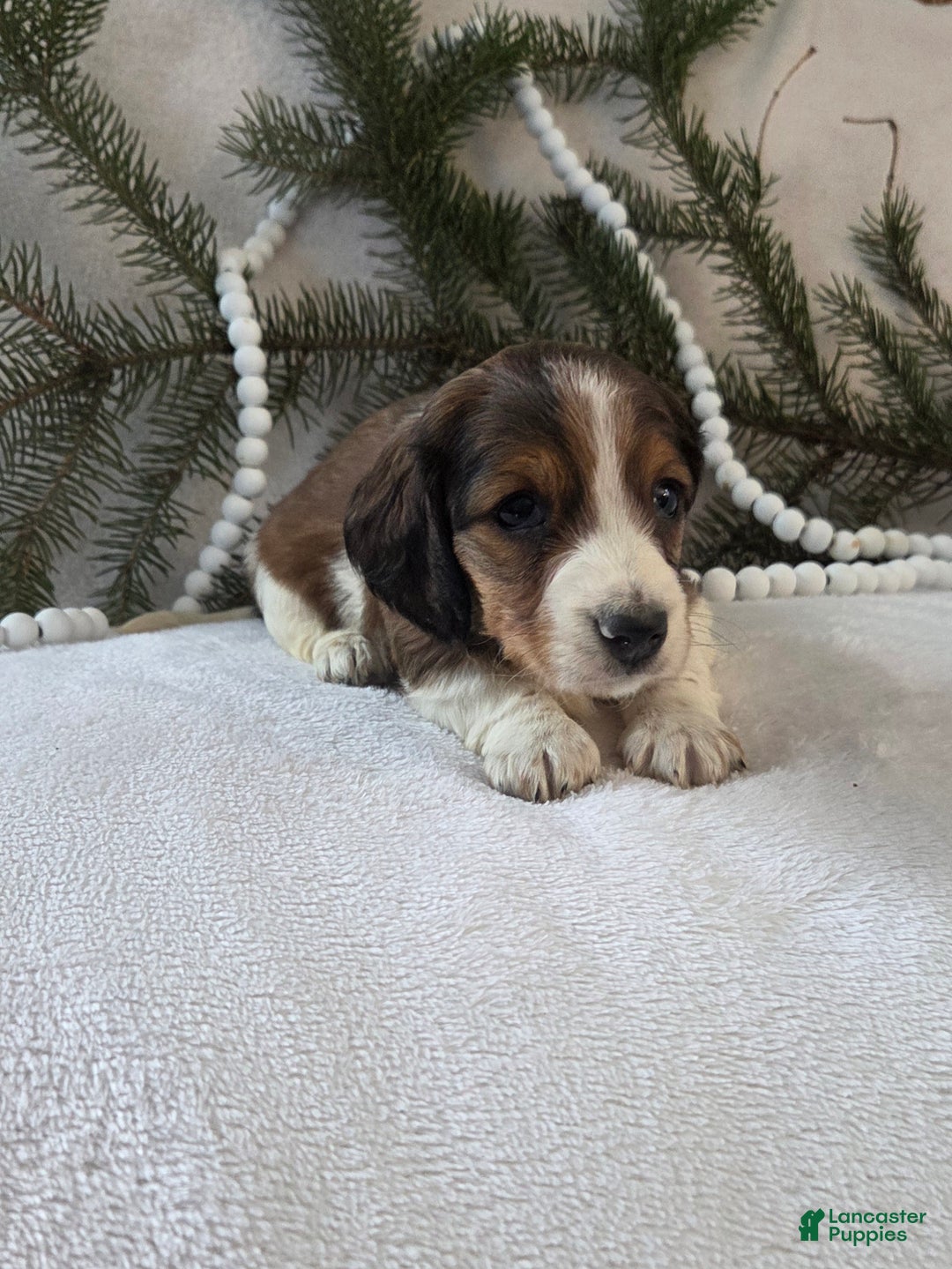 Miniature Dachshund dogs for sale: Peppermint  - Ad 5