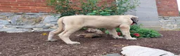 English Mastiff dogs for sale: Marcey - Ad 2