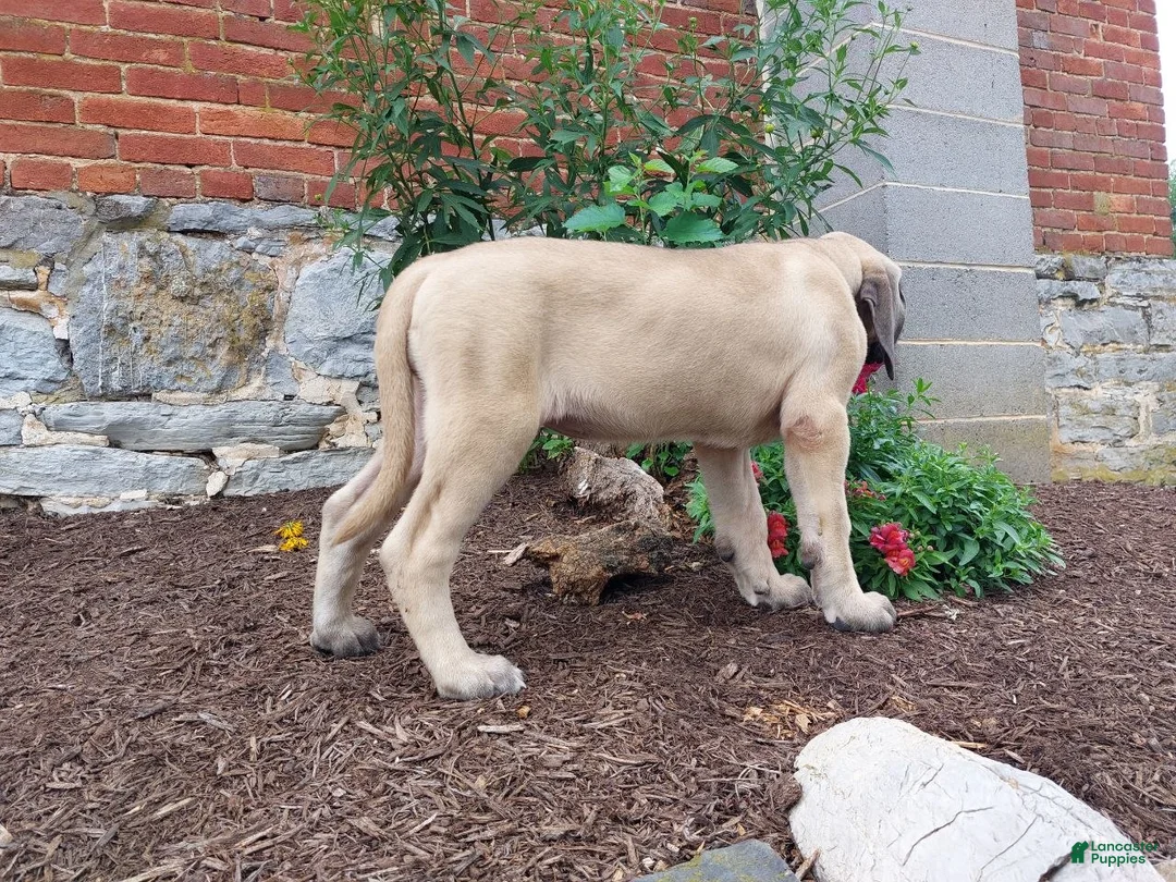 English Mastiff dogs for sale: Marcey - Ad 2