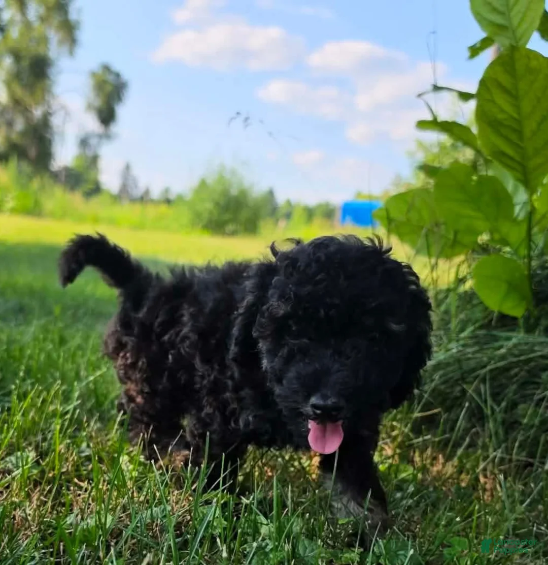 Miniature Poodle dogs for sale: Spruce - Ad 2
