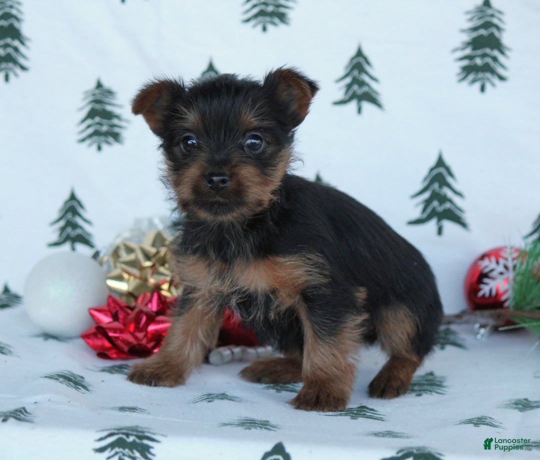 Yorkshire Terrier dogs for sale: Tessa - Ad 2