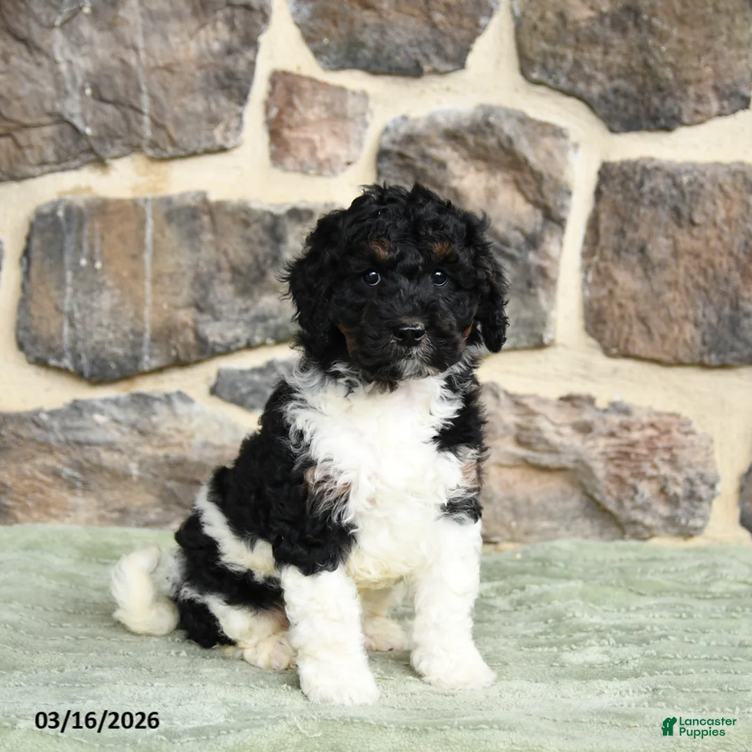 Goldendoodle dogs for sale: Jody - Ad 1