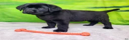Labrador Retriever dogs for sale: Annie - Ad 1