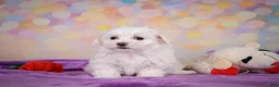 Maltese dogs for sale: Daisey - Ad 9