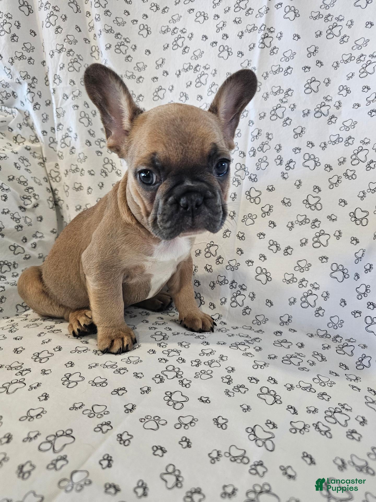 French Bulldog dogs for sale: Faith - Ad 1