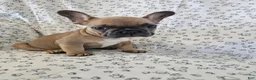 French Bulldog dogs for sale: Faith - Ad 1