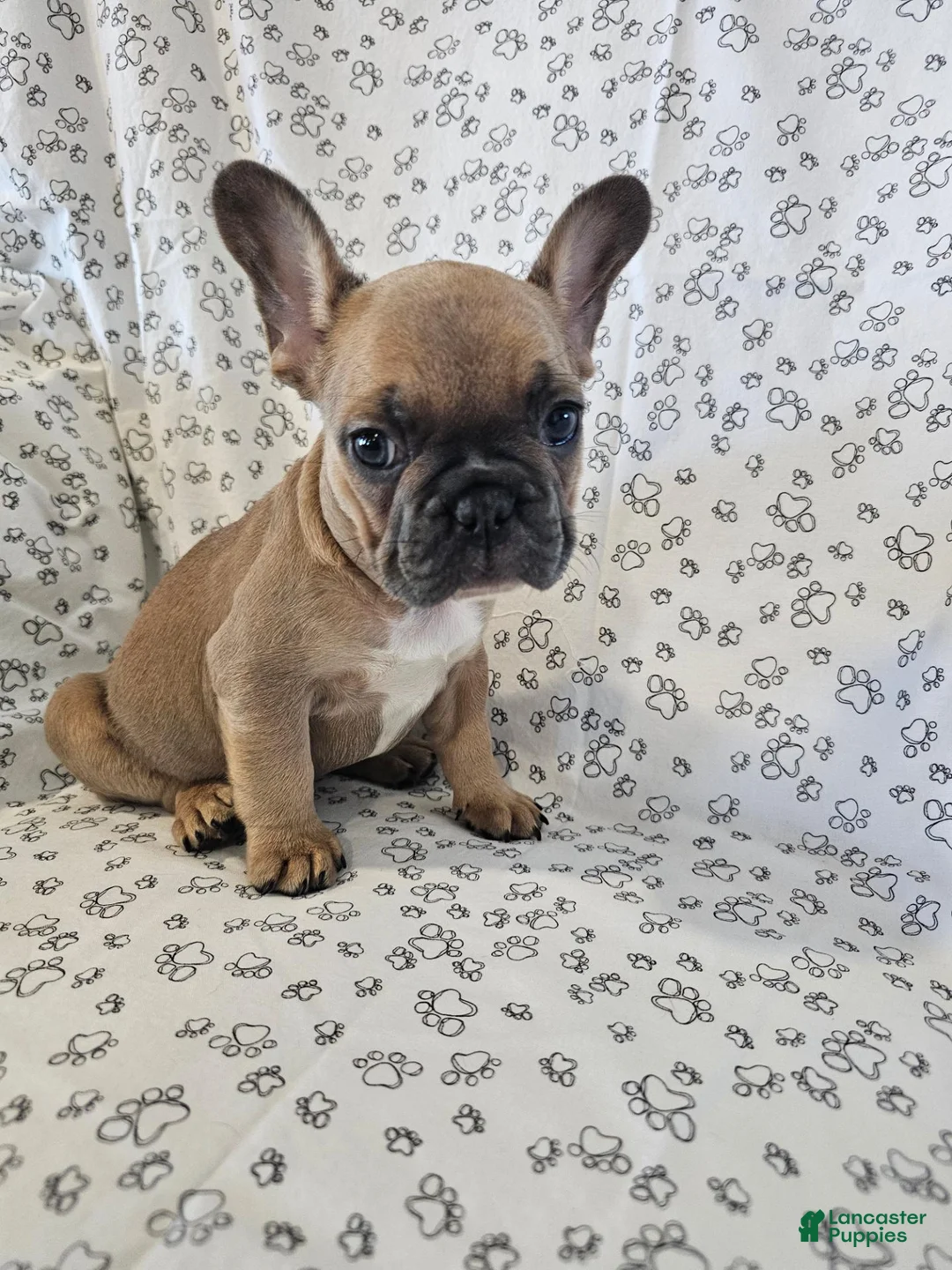 French Bulldog dogs for sale: Faith - Ad 1