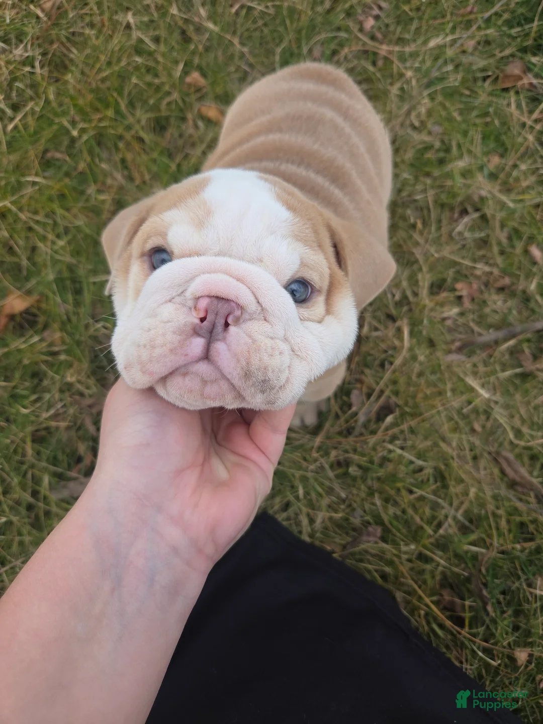 English Bulldog dogs for sale: Creme Puff - Ad 7