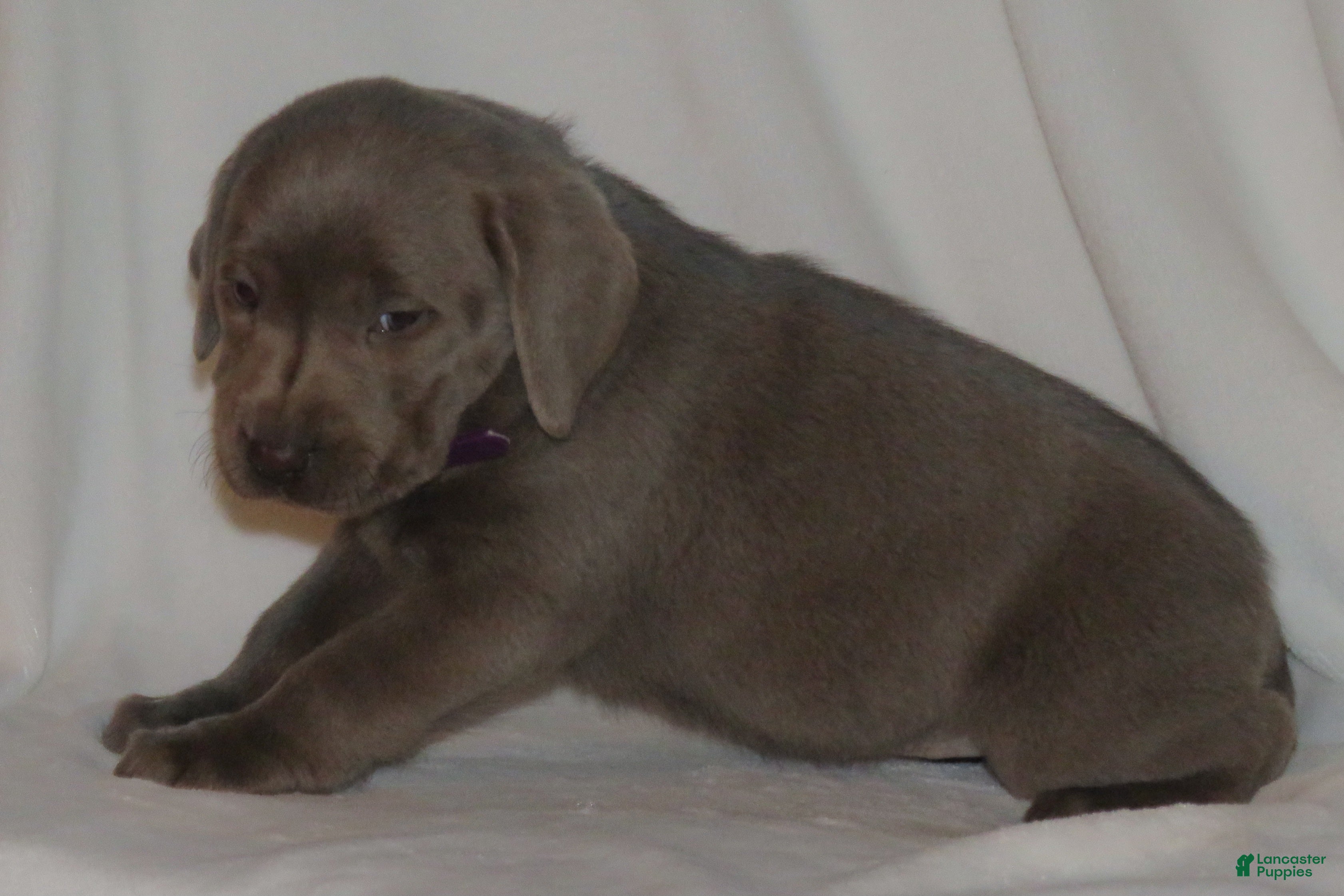 Labrador Retriever dogs Maya - Ad 11