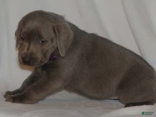 Labrador Retriever dogs Maya - Ad 11