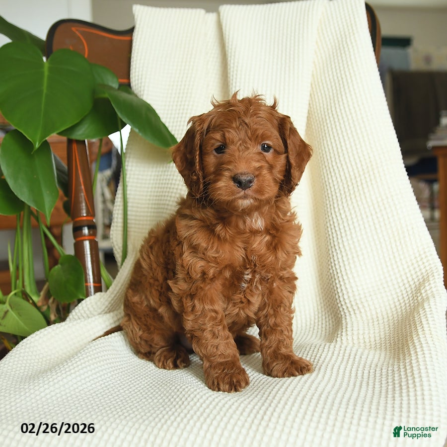 Cockapoo dogs River - Ad 2
