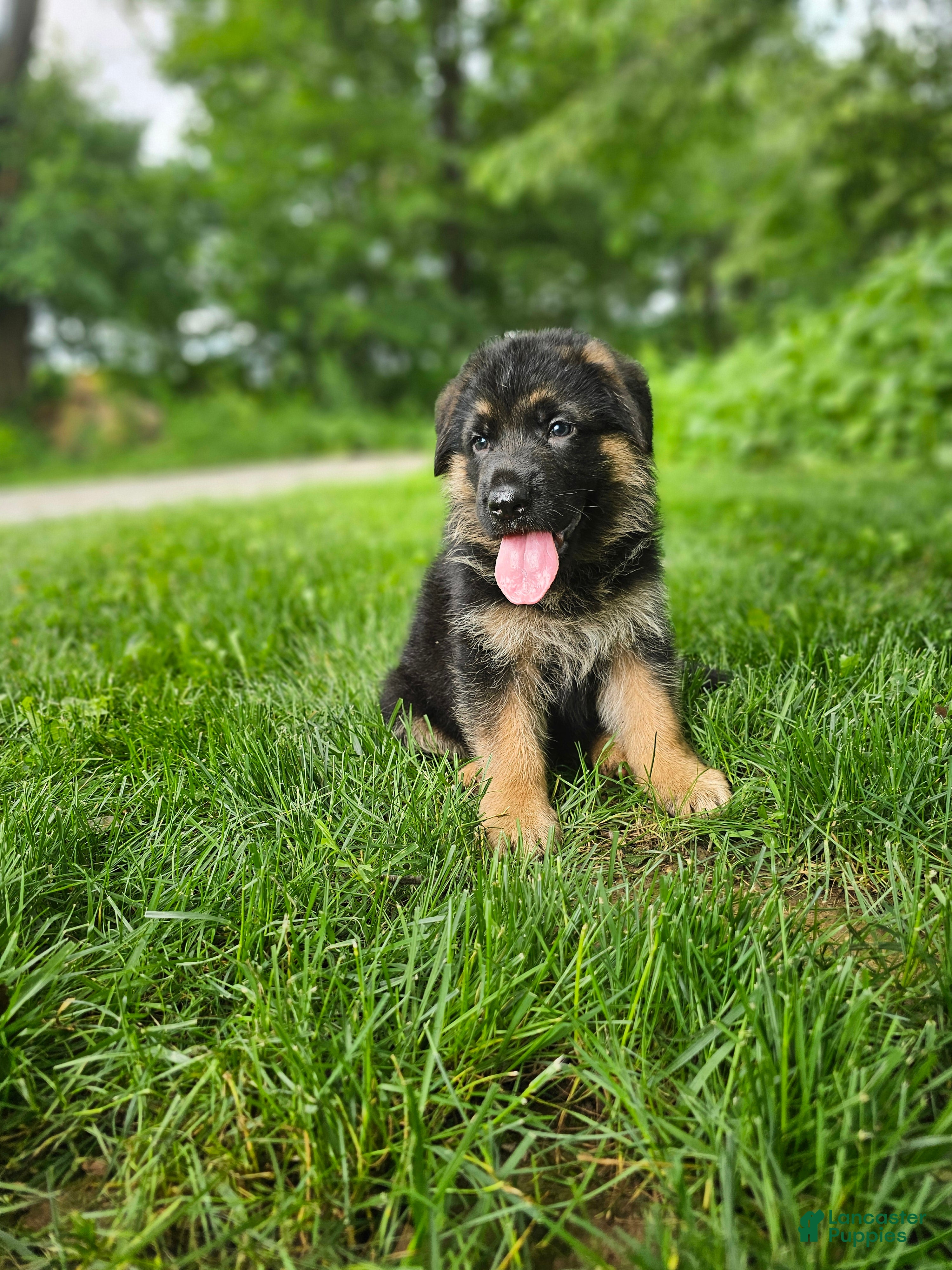 German Shepherd dogs Milo - Ad 2