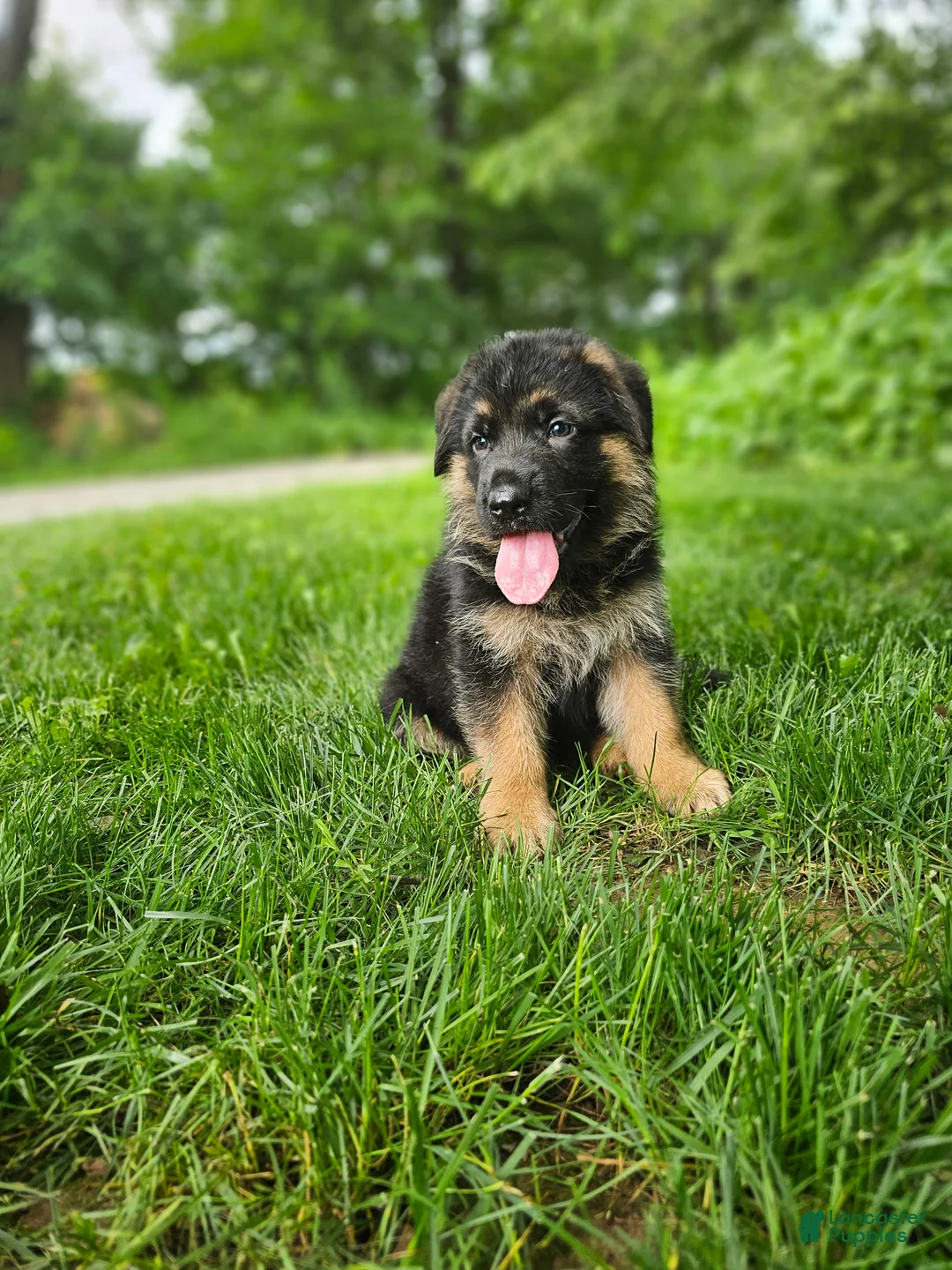 German Shepherd dogs for sale: Milo - Ad 2
