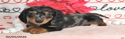 Miniature Dachshund dogs for sale: Harper - Ad 2