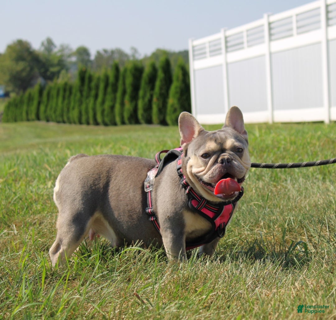 French Bulldog dogs for sale: Arnold (Mild Cleft Lip) - Ad 7