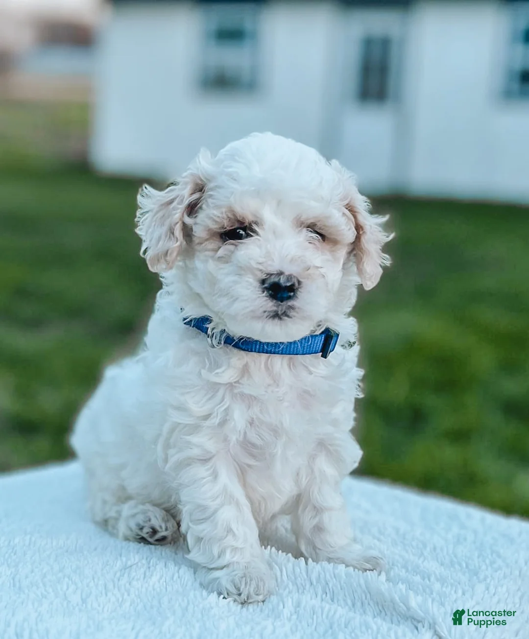 Maltipoo dogs for sale: Duke - Ad 2