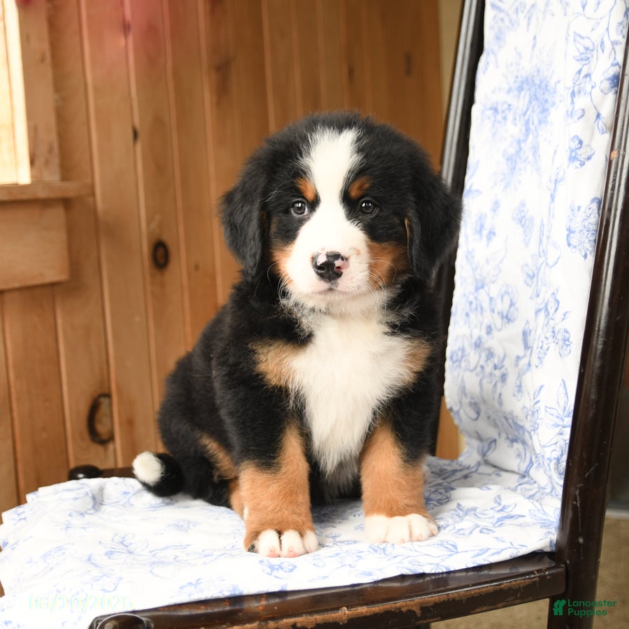 Bernese Mountain Dog dogs Big Ben - Ad 2