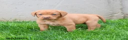 Labrador Retriever dogs for sale: Elsie - Ad 1