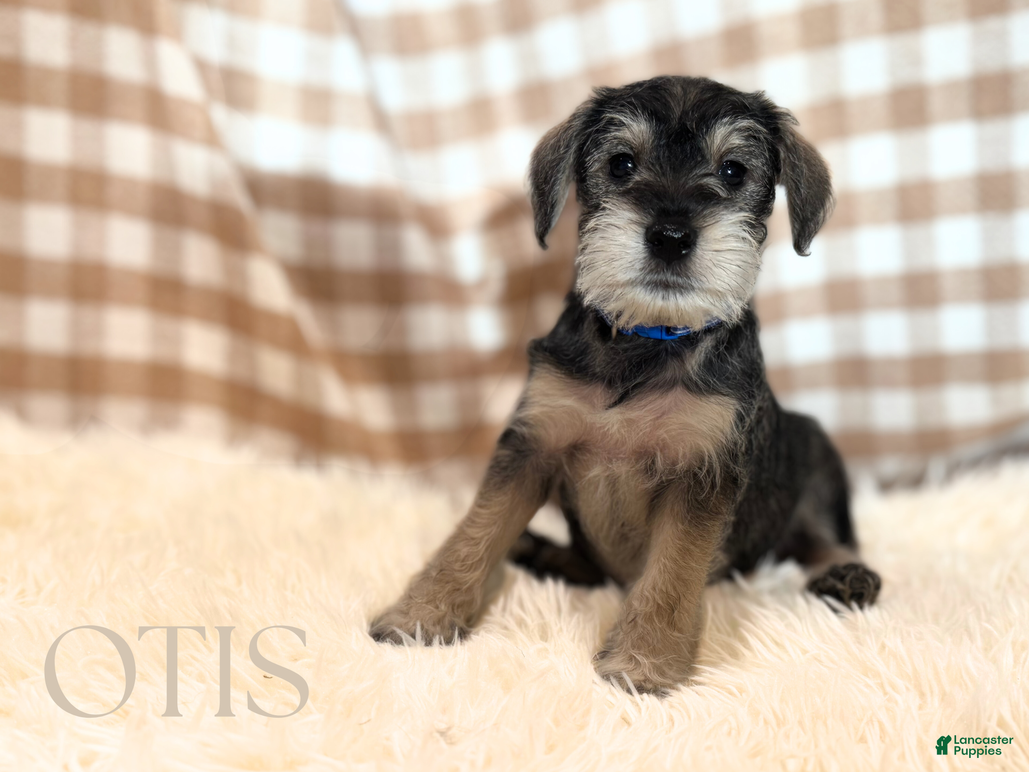 Miniature Schnauzer dogs OTIS - Ad 4