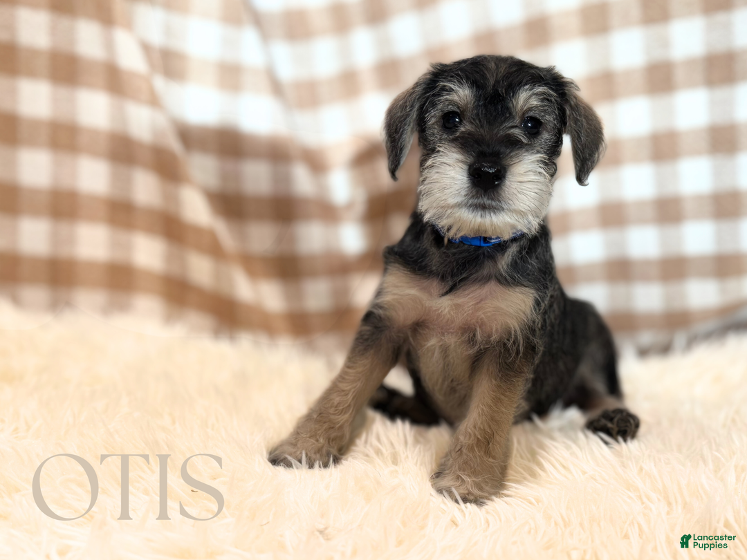Miniature Schnauzer dogs for sale: OTIS - Ad 1