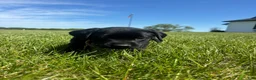 Labrador Retriever dogs for sale: Labrador Retriever Puppy 5 - Ad 2