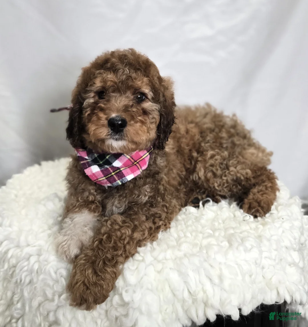 Bernedoodle dogs for sale: Kassie - Ad 5
