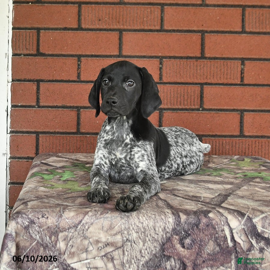 German Shorthaired Pointer dogs Royal - Ad 2