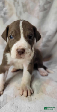 Great Dane dogs Cannoli - Ad 11