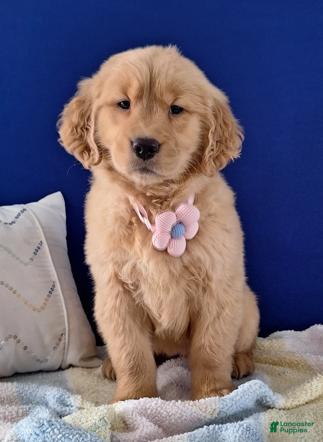 Golden Retriever dogs for sale: Wanda - Ad 2