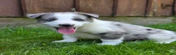 Border Collie dogs for sale: Hank - Ad 3