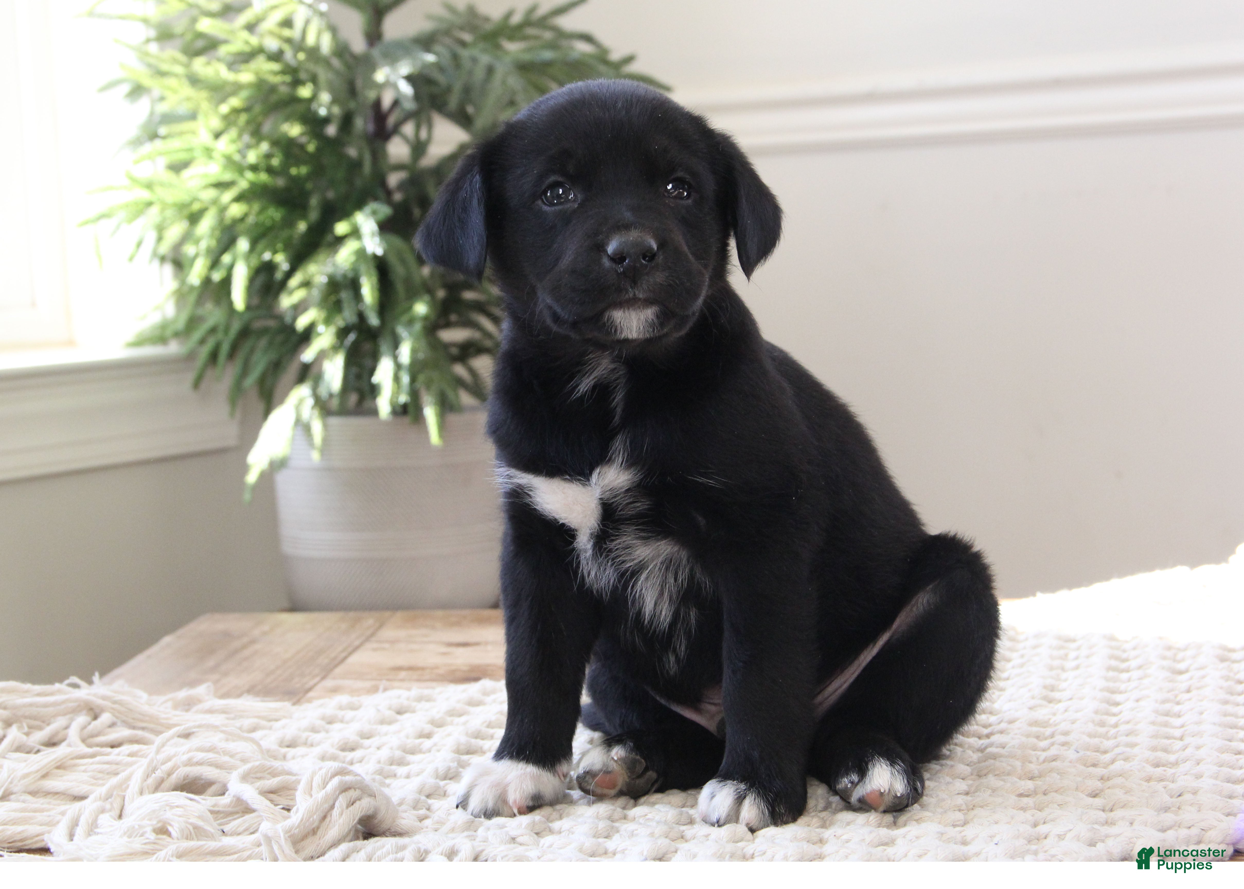 Mixed Breed dogs Mixed Breed Puppy 3 - Bob - Ad 1