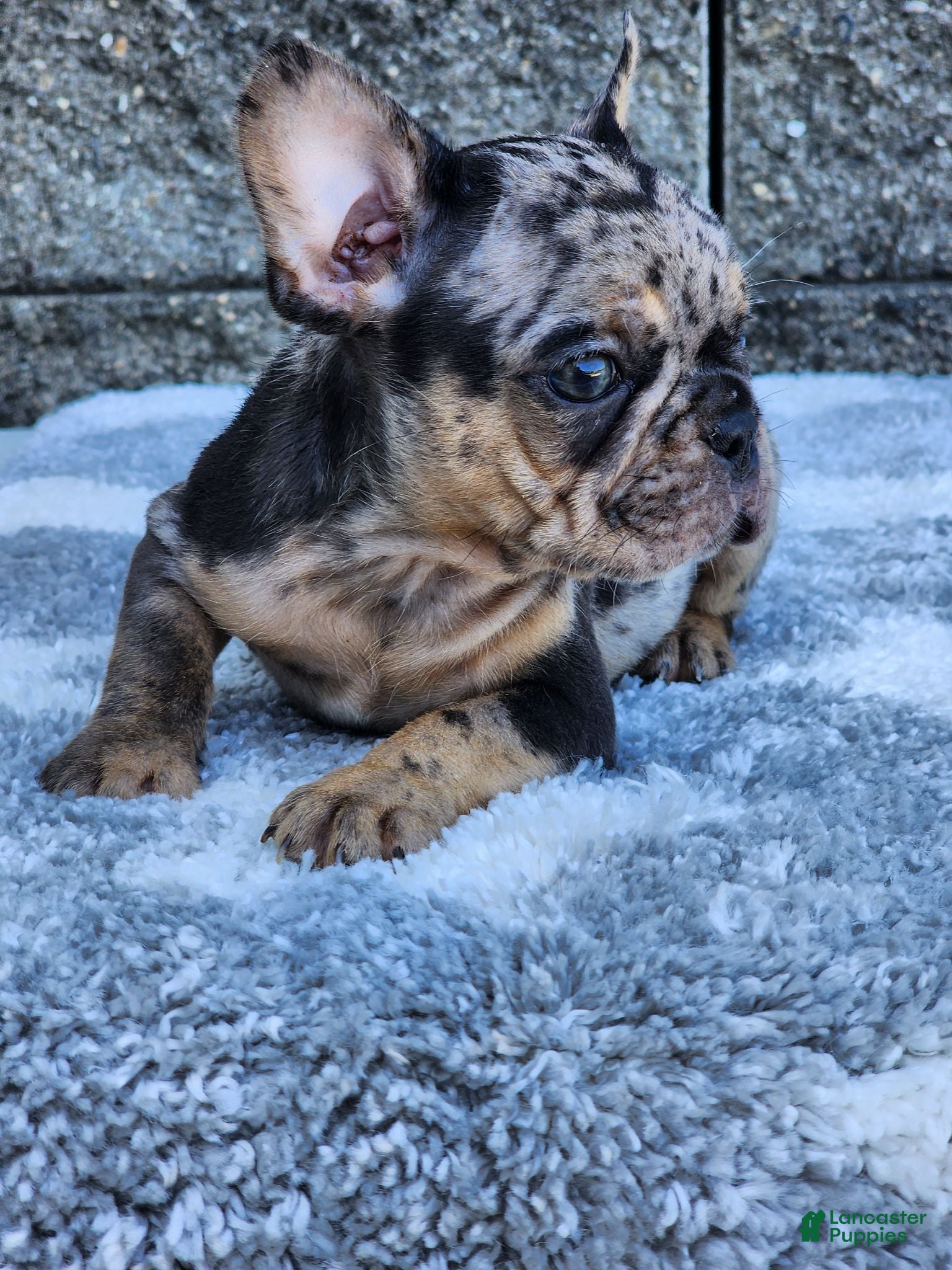 French Bulldog dogs Axel  - Ad 41
