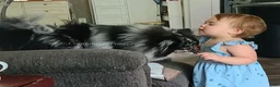 Pomeranian dogs for sale: Split Face Merle - Harley - Ad 7