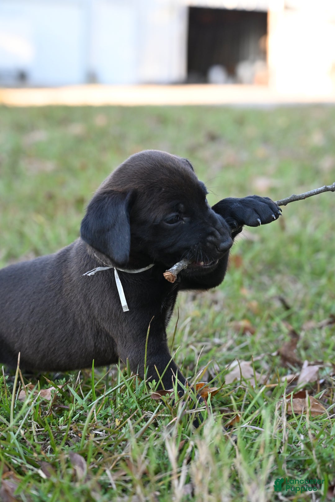 Mixed Breed dogs for sale: Puppy 7 - Ad 2