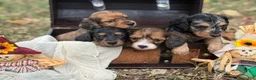 Miniature Dachshund dogs for sale: Black & Tan long hair - Ad 3