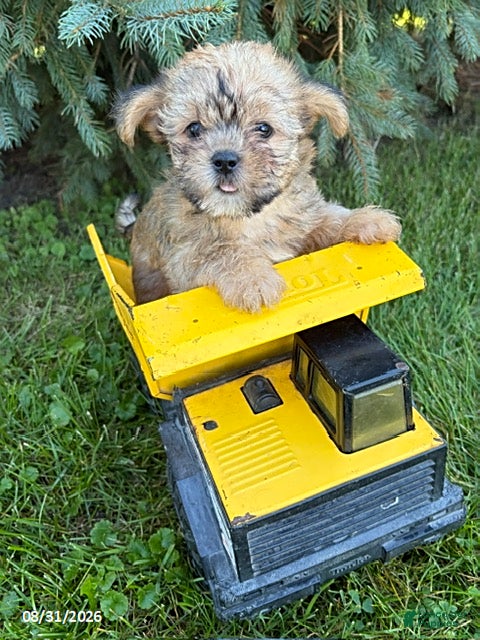 Shorkie dogs Albert - Ad 2