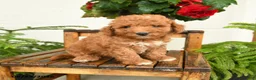 Mini Goldendoodle dogs for sale: Sawyer - Ad 3