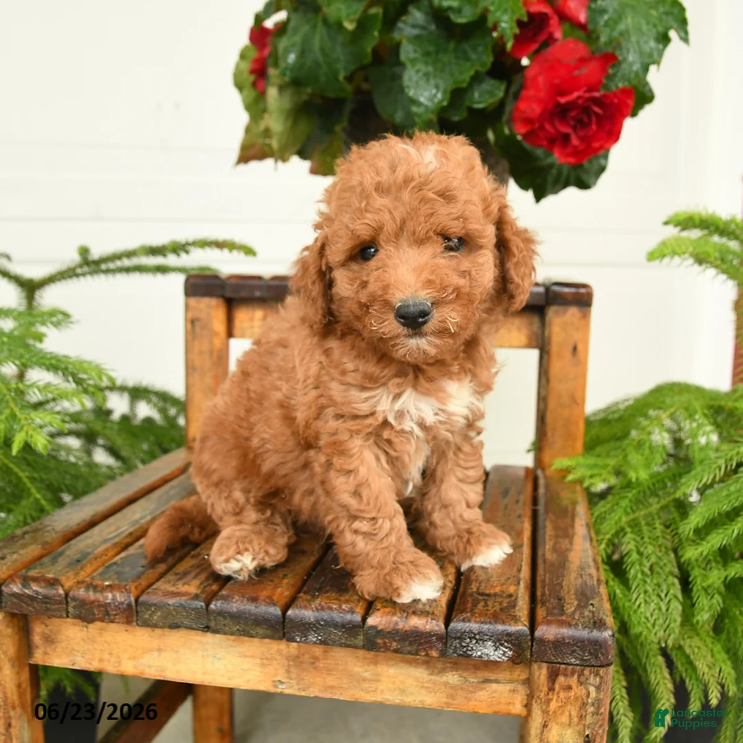 Mini Goldendoodle dogs for sale: Sawyer - Ad 3