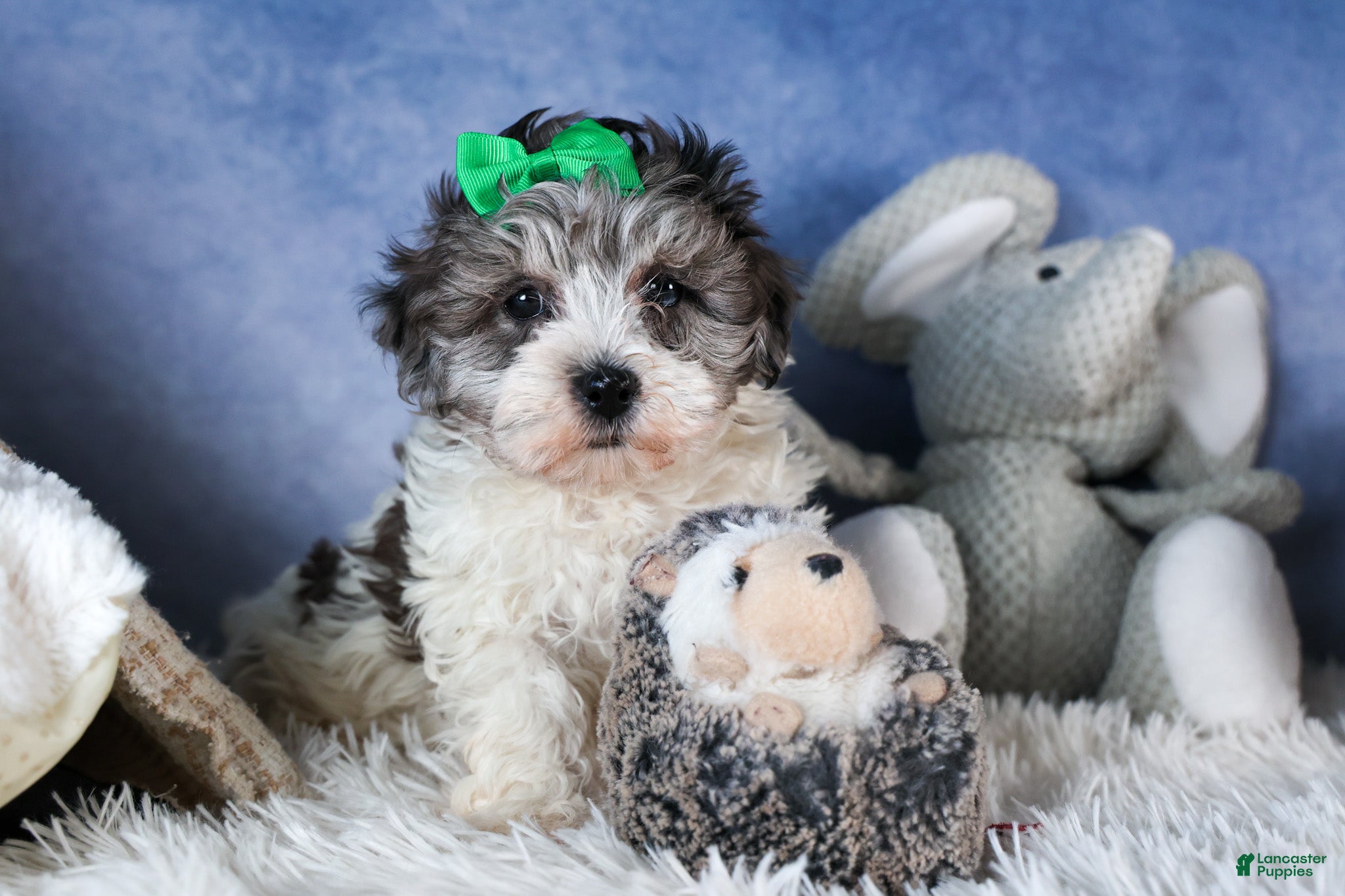 Havapoo dogs EDDIE - Ad 35